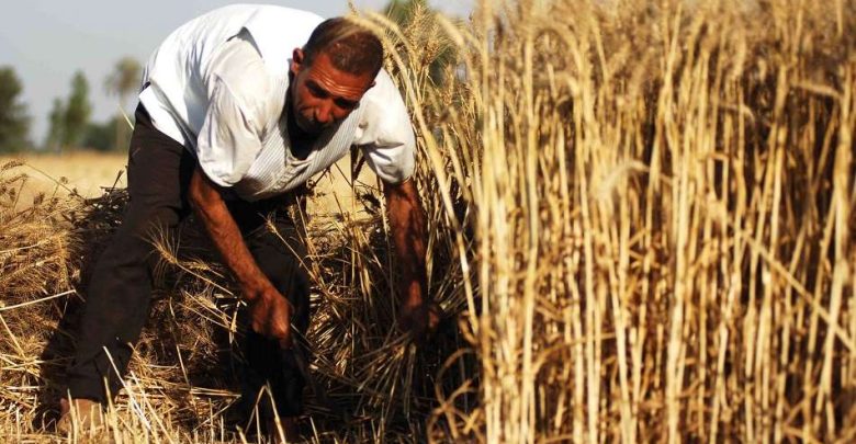 بـ500 مليون دولار.. اتفاقية جديدة لتأمين احتياجات مصر من القمح بتمويل إماراتي