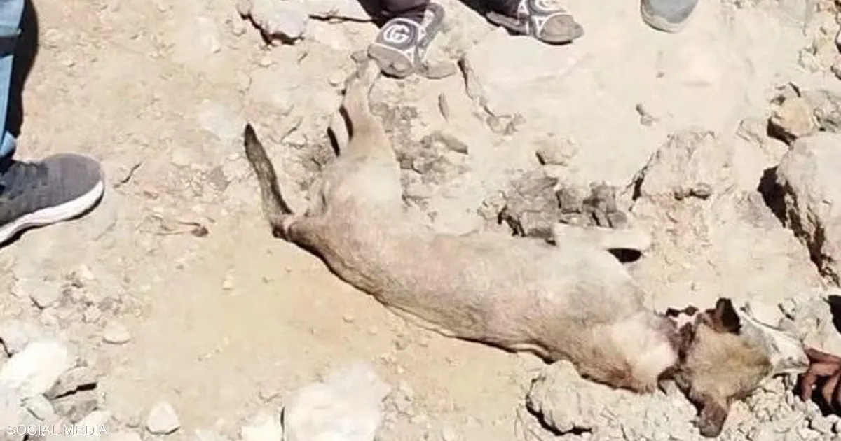 هجوم ذئب على سكان قرية مصرية يثير حالة من الذعر والتوتر