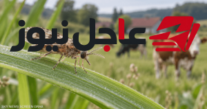 فيروس شاموندا الغامض يثير قلق الخبراء وتعريف أولي بالمخاطر المحتملة