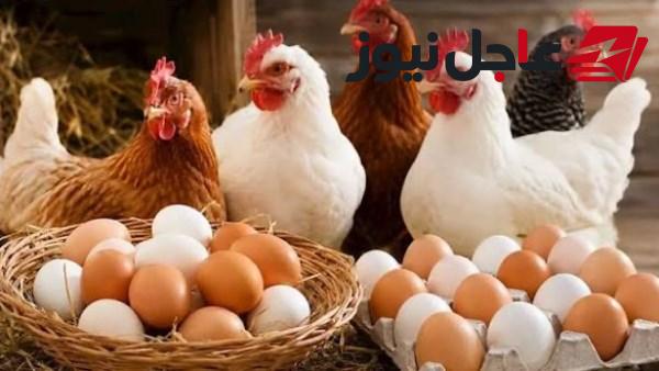 أسعار الدواجن والبانيه تتغير اليوم السبت.. تعرف على سعر الكيلو في السوق