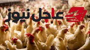 تفاوت أسعار الدواجن بين 12 و36 جنيهًا في الفترة الأخيرة وفقًا للتقارير الاقتصادية
