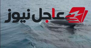 رصد مجموعة من الدلافين القاتل الكاذب قرب جزيرة الأشرفي بالبحر الأحمر في حدث نادر