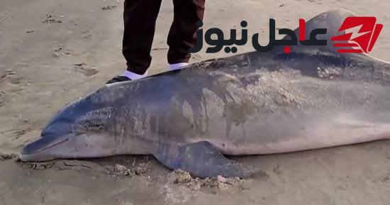 ظهور دولفين نافق على شواطئ رأس البر والبيئة تجري الفحص اللازم