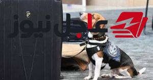 كلب جمارك أمريكي يضبط ملوخية وحمام محشي بحوزة راكب مصري في مطار بالولايات المتحدة