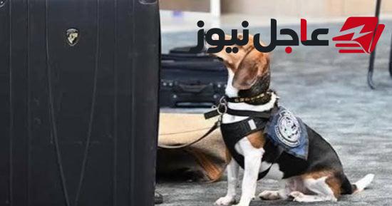 كلب جمارك أمريكي يضبط ملوخية وحمام محشي بحوزة راكب مصري في مطار بالولايات المتحدة