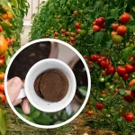 دراسات حديثة تكشف تأثيرات تناول القهوة والطماطم اليومية على صحة الكبد