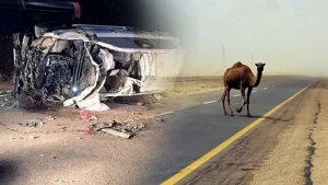 مصرع مهندس في حادث تصادم سيارته بجمل على طريق شرم الشيخ الدولي