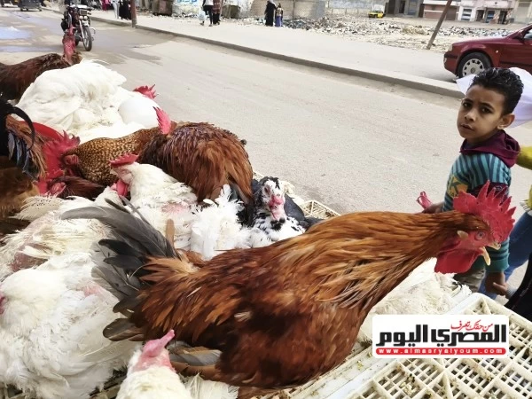 أسعار الدواجن البيضاء وبيض المائدة في السوق المصري الأحد 11 أكتوبر 2026