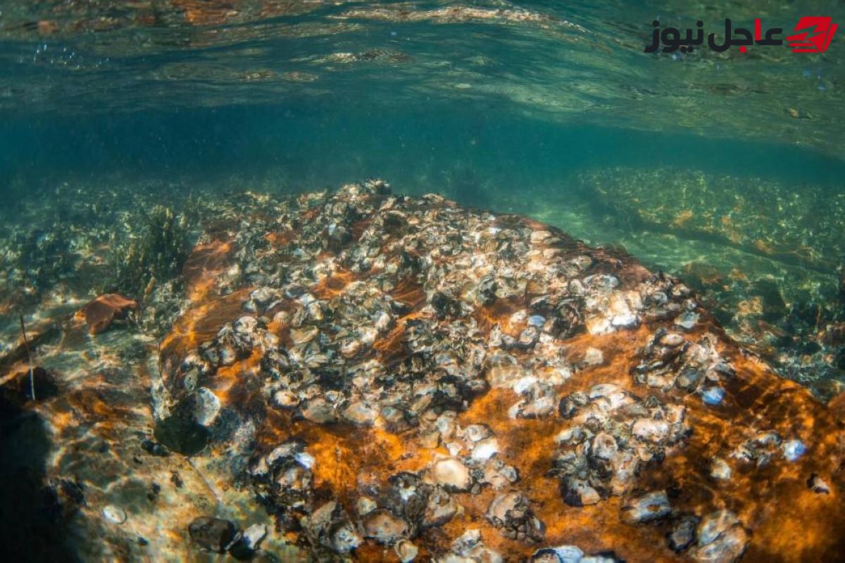 اكتشاف ثروة بحرية تقدر قيمتها بـ12 تريليون دولار