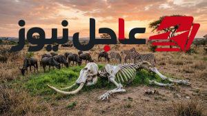 ما يحدث بعد نفوق الفيل كشفه خبراء بشأن السر الخفي المستمر لسنوات