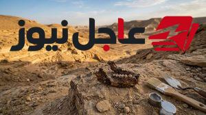 اكتشاف أحفورة عمرها 18 مليون سنة تكشف تفاصيل فك وأسنان في صحراء مصر